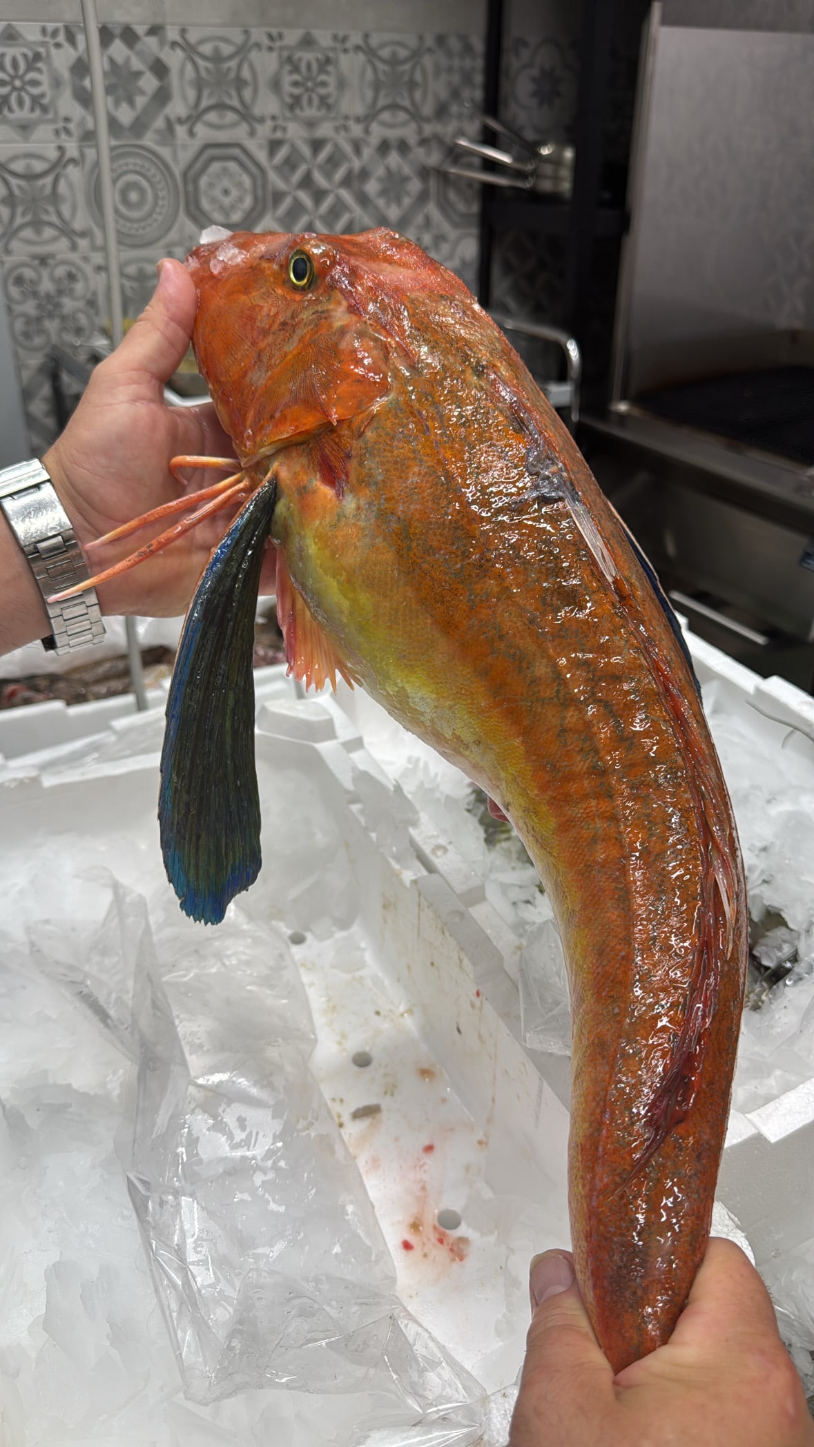 Pesce fresco appena selezionato